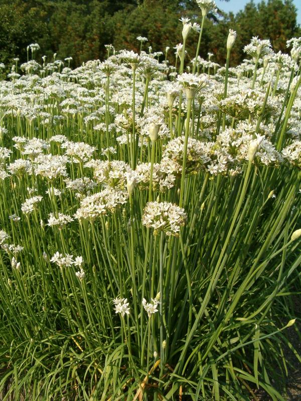 Chinese Garlic flat leaf  Chive White Flowers 100 seeds
